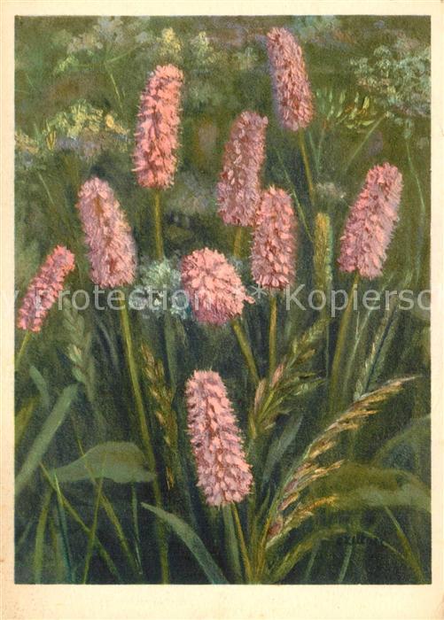 Blumen Polygonaceae Doppelgedrehter Kn?terich