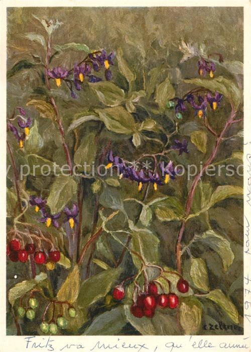 Zeltner C. Solanaceae Bitters?ss