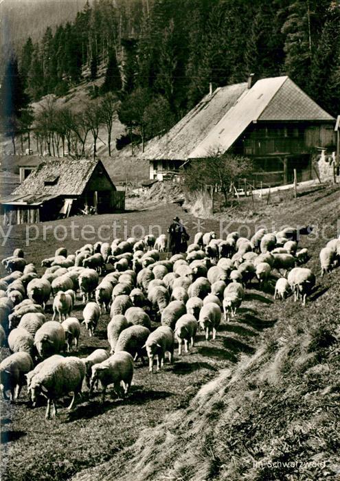 Schafe Sch?fer Schwarzwald