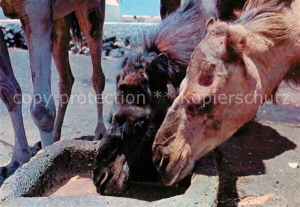 Kamel  Camel Chameau Lanzarote