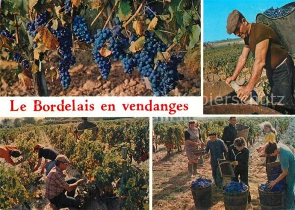 Ernte Landwirtschaft Bordelais en Vendanges Weinlese