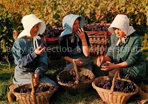 Ernte Landwirtschaft Weinlese Paysages Chamoenois