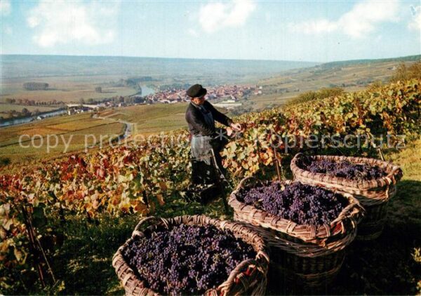 Ernte Landwirtschaft Vendanges sur les Coteaux Weinlese