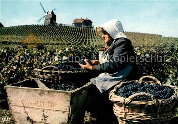 Ernte Landwirtschaft Weinlese Vendanges en Champagne