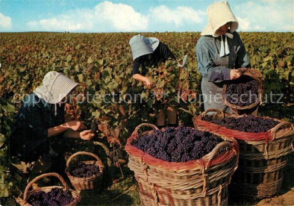 Ernte Landwirtschaft Weinlese Paysages Champenois Vendange