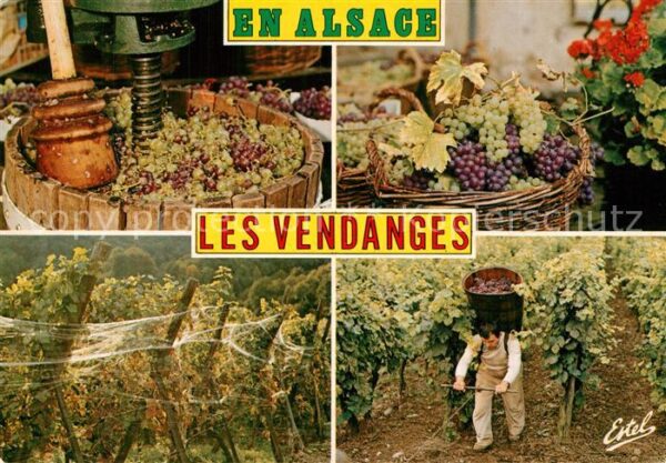 Ernte Landwirtschaft Weinlese Alsace Vendanges