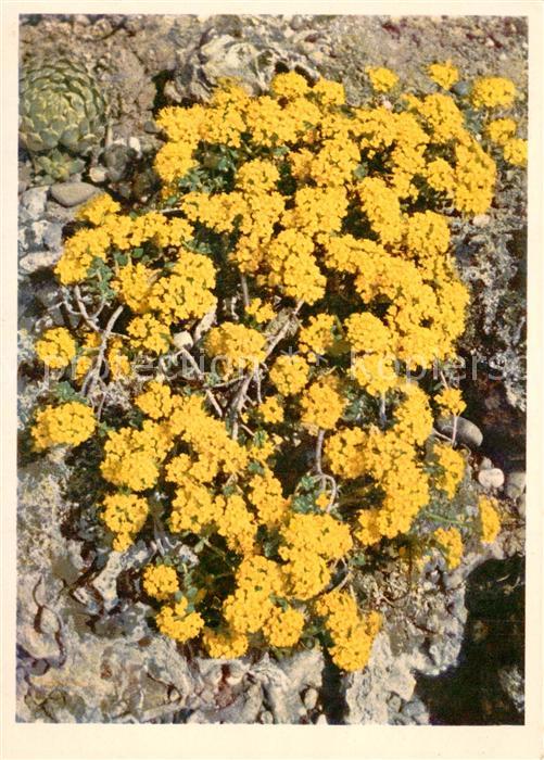 Blumen Cruciferae Alpen-Steinkraut