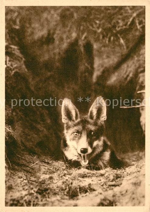 Fuchs Tiere