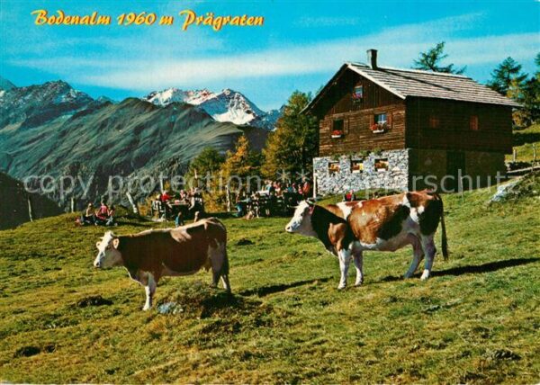 Praegraten Grossvenediger Bodenalm mit Stampfliskopf Almvieh Kühe