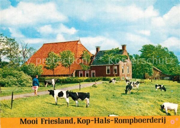 Kop Hals Rompboerderij Friesisches Bauernhaus Viehweide Kühe