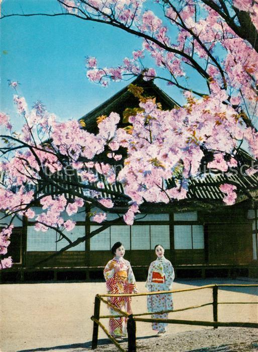 Kyoto Cherry blossoms at the old Nijyo imperi