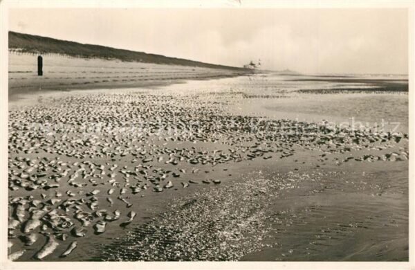 Bossen Antwerpen Verlaten strand