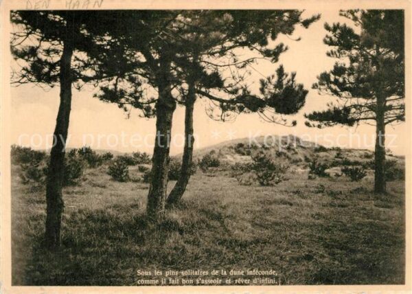 Coq-sur-Mer Sous les pins solitairesde la dune infe