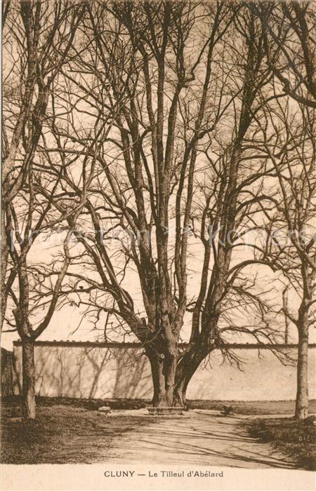 Baeume Trees Cluny Tilleul d_Abelard