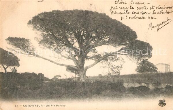 Baeume Trees Cote d_Azur Pin Parasol