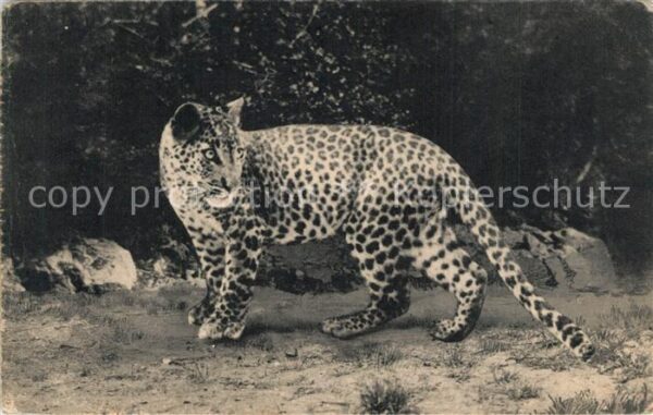 Tiere Panthere Asiatique Parc Zoologique Bois