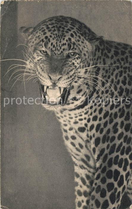 Tiere Jaguar Panthere Parc Zoologique du Bois