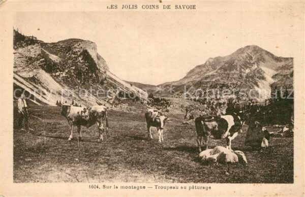 K?he Troupeau au Paturage Savoie