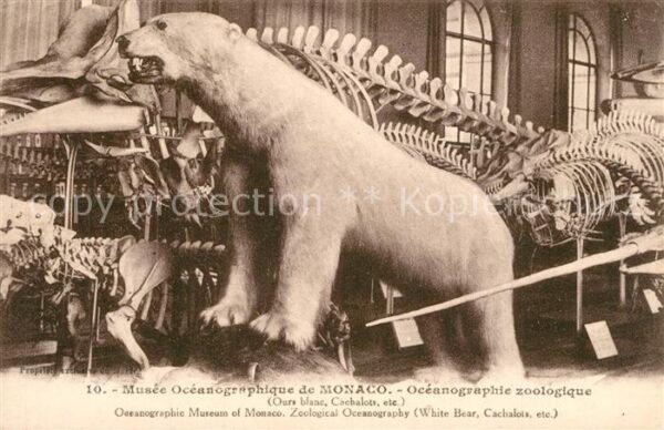 Eisbaeren Musee Oceanographique de Monaco Ours Bl