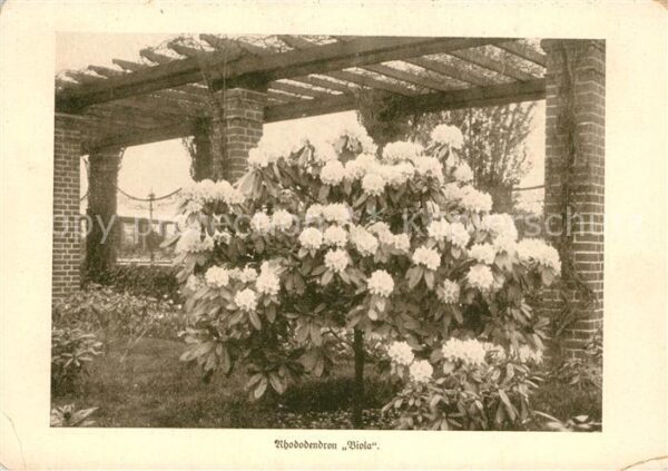 Blumen Rhododendron Viola Lehr-und Forschungsa