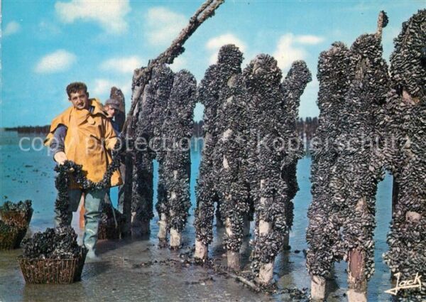 Fischerei Culture de la Moule sur Bouchots Bretag