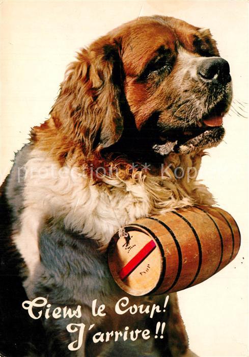 Bernhardiner Chien St-Bernard