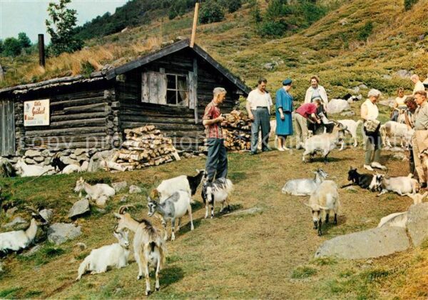 Ziege Norge Fra geitestolen Goats Out-Farm