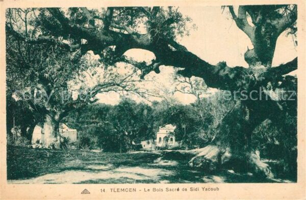 Tlemcen Le Bois Sacré de Sidi Yacoub
