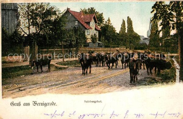 Wernigerode Harz Salzbergtal