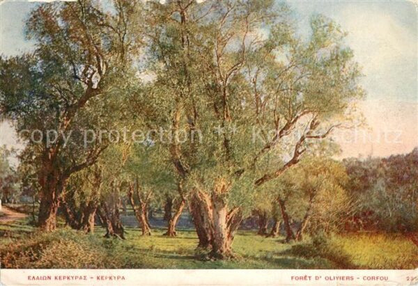 Corfou Foret d_Oliviers