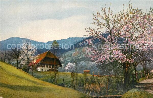 Gutachtal Landschaftspanorama Schwarzwald Baumblü