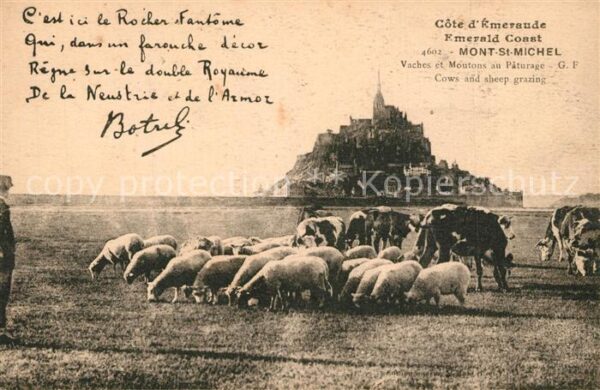 Schafe K?he Mont-St-Michel