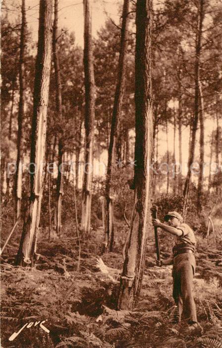 Forstwirtschaft Les Landes Saignee de l'Arbre d_Or