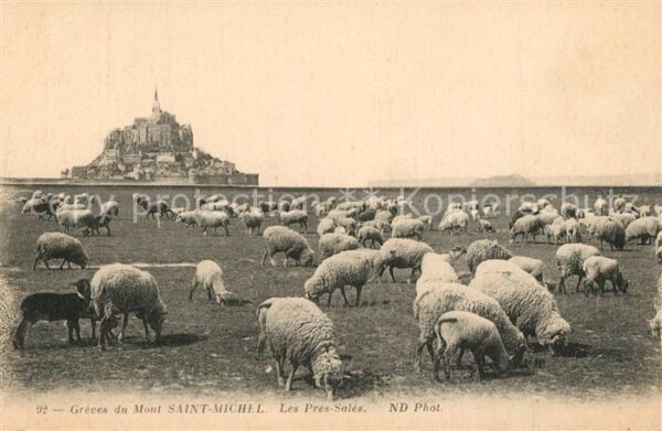 Schafe Mont Saint-Michel Pres-Sales