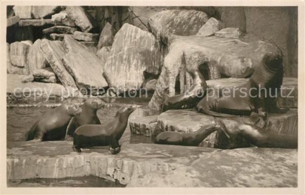 Hagenbeck Tierpark Stellingen-Hamburg Walrosse Se