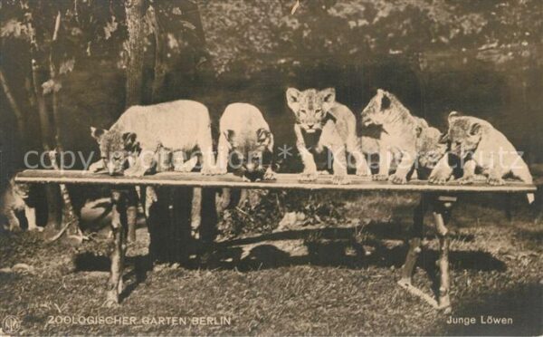 L?we Zoo Berlin Junge L?wen