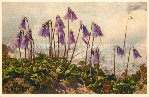 Blumen Soldanella Alpina Soldanelle