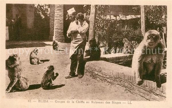 Affen Blida Gorges de la Chiffa au Ruisseau d