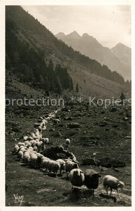 Schafe Cauterets Vallee de Lutour