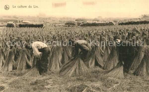 Ernte Landwirtschaft Culture du Lin Sechage des Carpettes