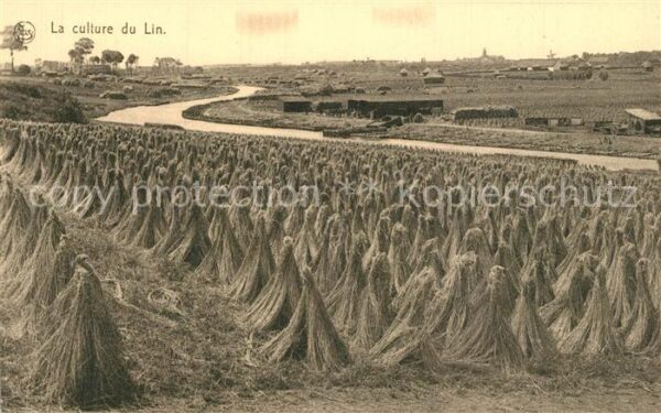 Ernte Landwirtschaft Culture du Lin Carpettes