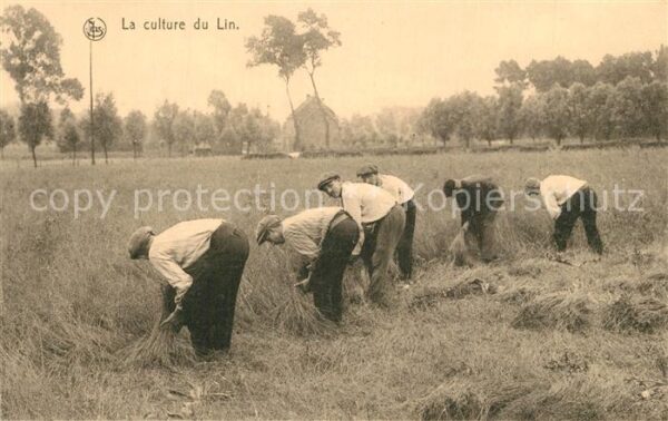 Ernte Landwirtschaft Culture du Lin Arrachage