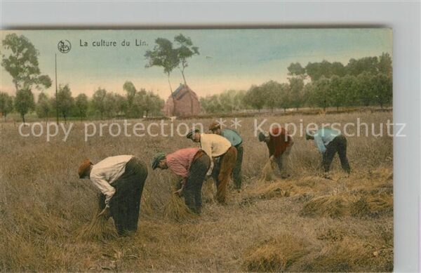 Ernte Landwirtschaft Culture du Lin Arrachage