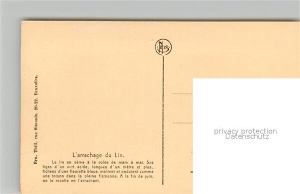Ernte Landwirtschaft Culture du Lin Arrachage – Bild 2