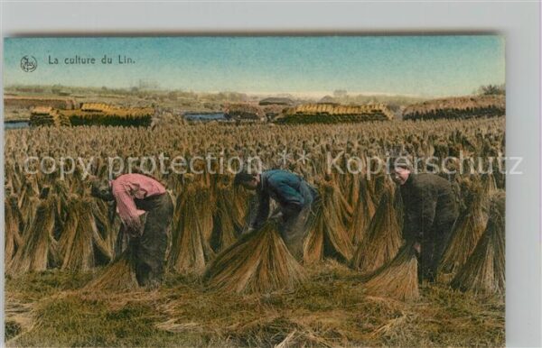 Ernte Landwirtschaft Culture du Lin Sechage des Carpettes