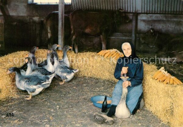 Landwirtschaft Gaveuse d_Oies G?nse