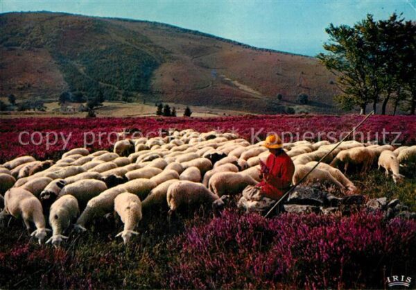 Schafe Les Monedieres