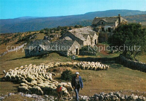 Schafe Paturage France
