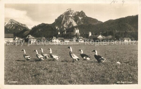 Fuessen Allgaeu Entenfamilie Serie Deutsche Heimatbilde