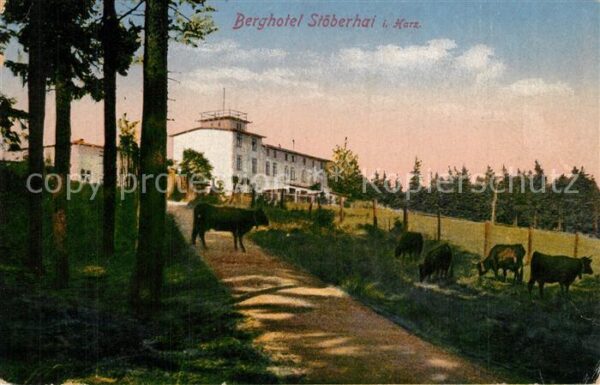 Wieda Berghotel Stöberhai Viehweide Kühe